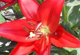 Red Asiatic Lily 1