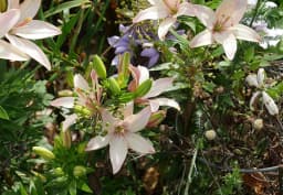 Pink Asiatic Lily 1