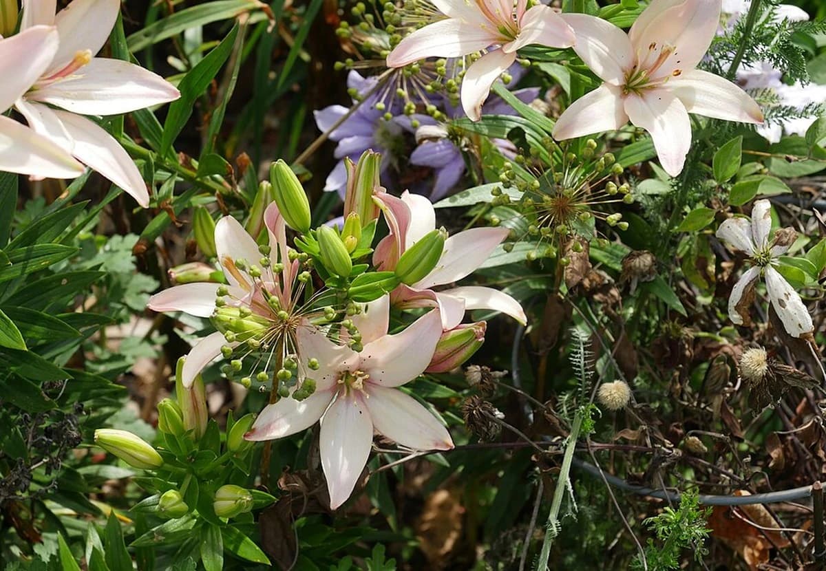 Pink Asiatic Lily
