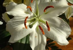 White & Pink Double Lily 1