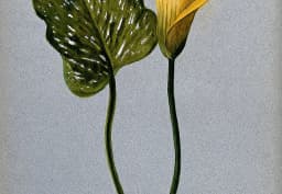 Yellow Calla Lily 1