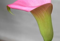 Pink Calla Lily 1
