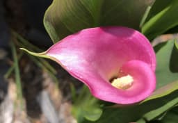 Purple & Burgundy Calla Lily 1