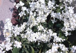 White Dendrobium Orchid 1
