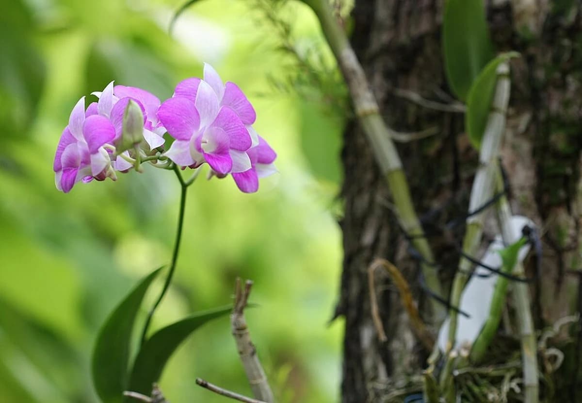 Purple & Magenta Dendrobium Orchid