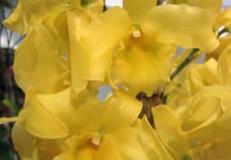 Yellow Dendrobium Orchid 1