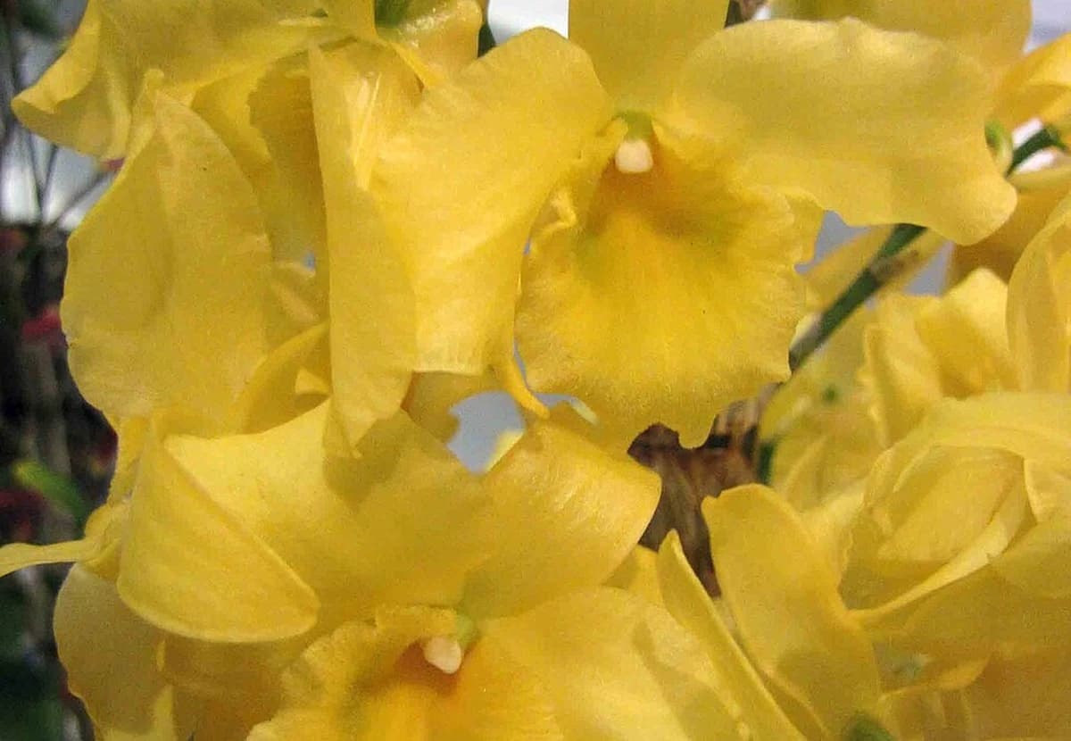 Yellow Dendrobium Orchid