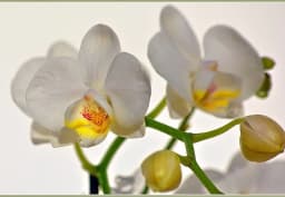 White Phalaenopsis Orchid 1
