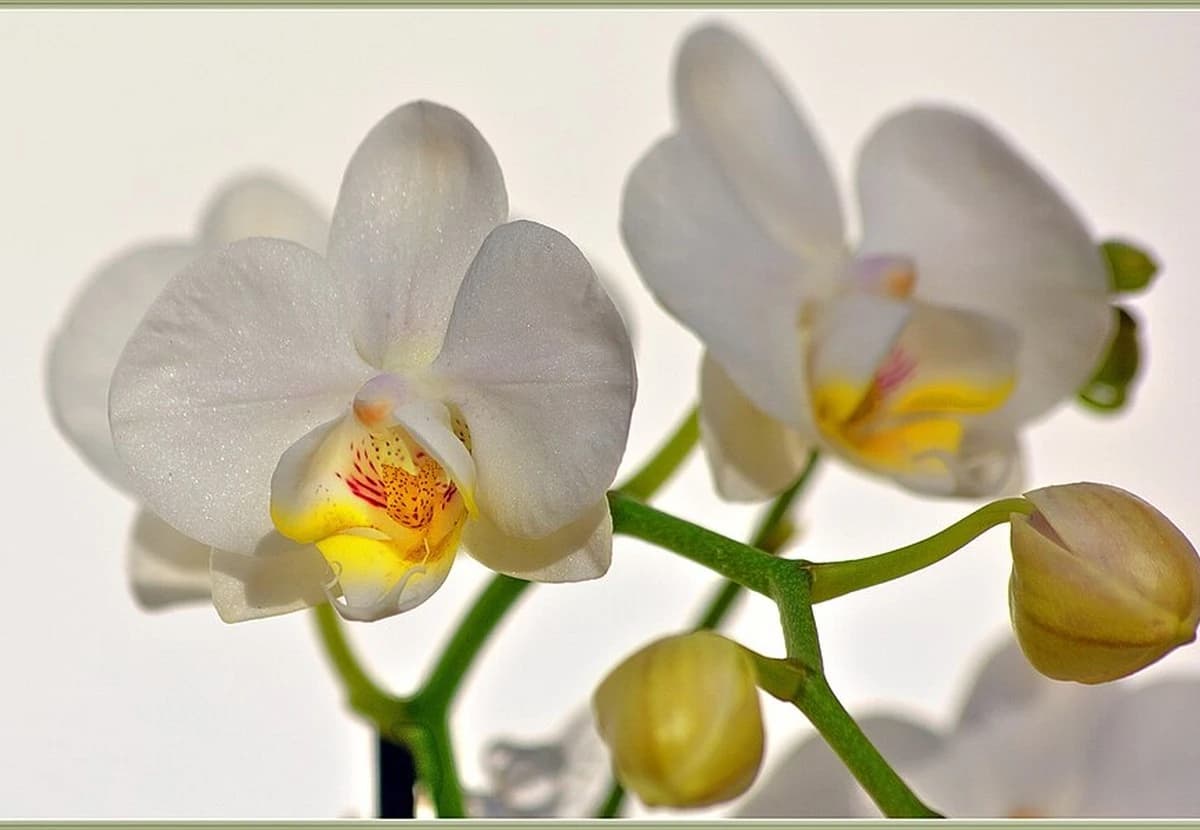 White Phalaenopsis Orchid