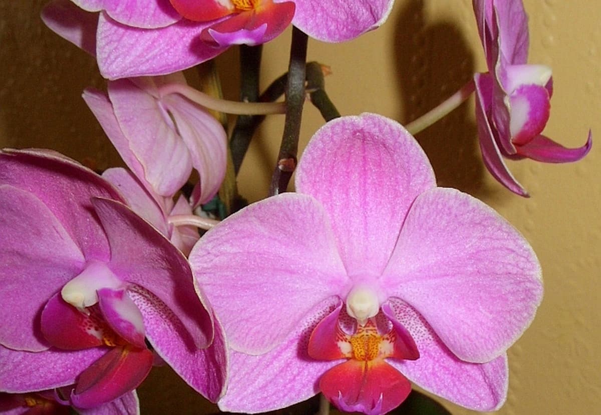 Pink Phalaenopsis Orchid