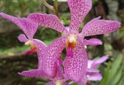 Purple & Magenta Mokara Orchid 1