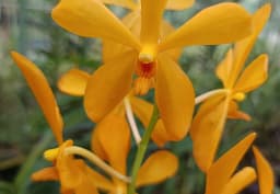 Orange Mokara Orchid 1