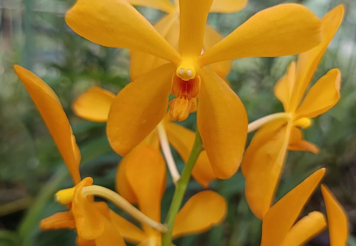 Orange Mokara Orchid