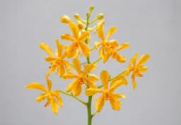 Yellow Mokara Orchid 1