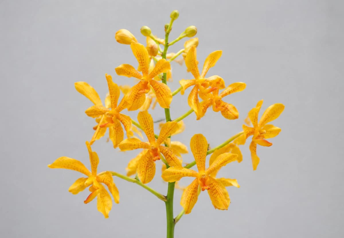 Yellow Mokara Orchid