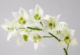 White & Green Cymbidium Orchid 1