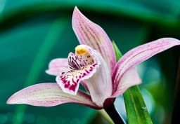 Pink & Purple Cymbidium Orchid 1