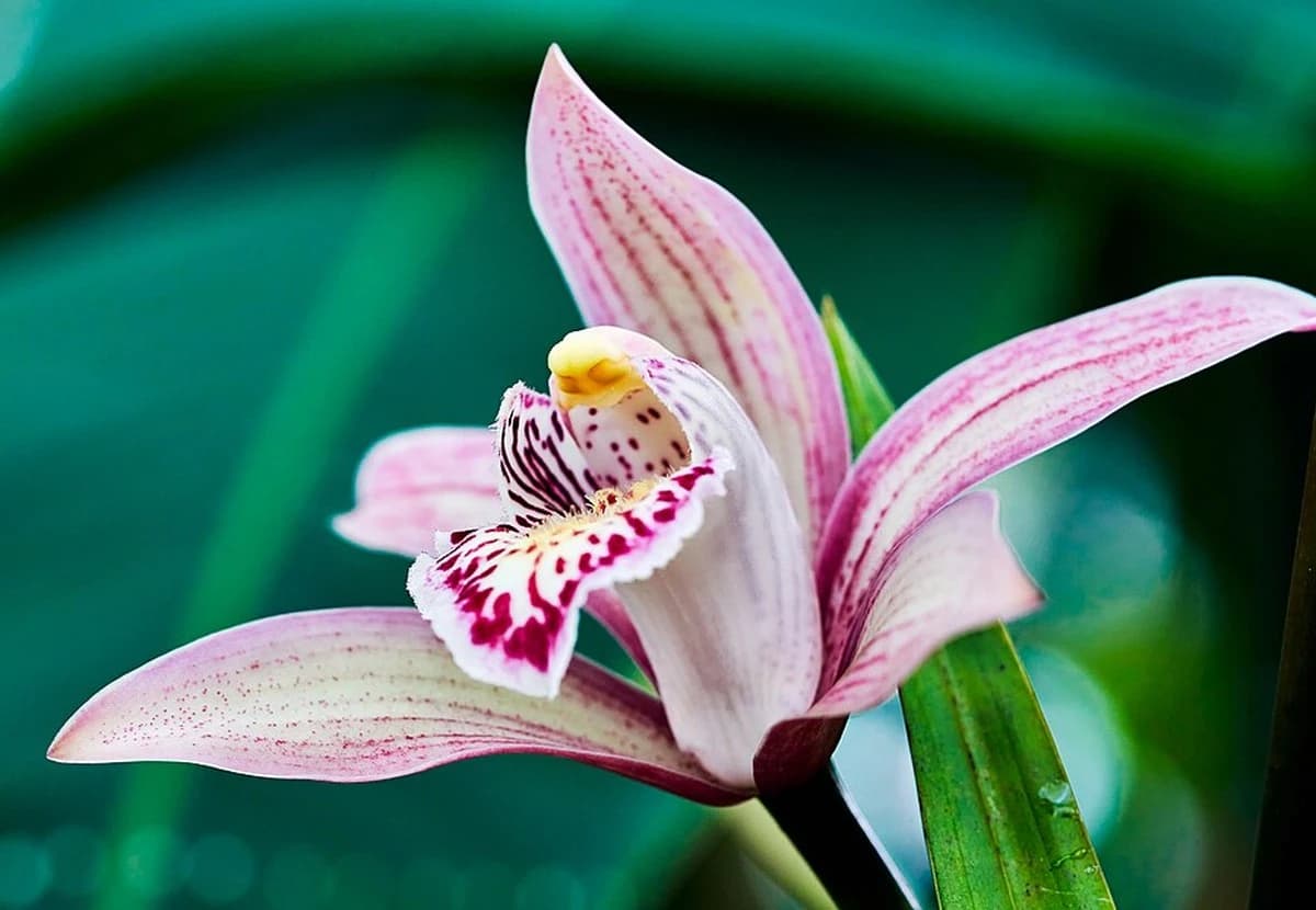Pink & Purple Cymbidium Orchid