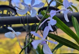 Blue & Purple Vanda Orchid 1