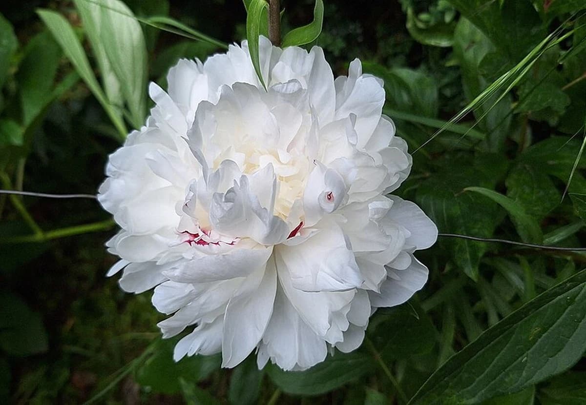 White Peony