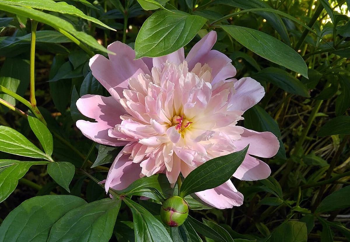 Pink Peony