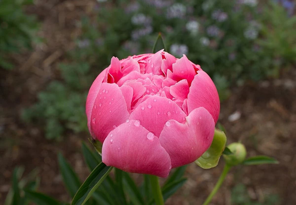 Coral & Red Peony
