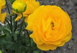 Yellow & Orange Ranunculus 1