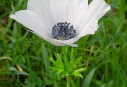 White & Black Centre Anemone 1