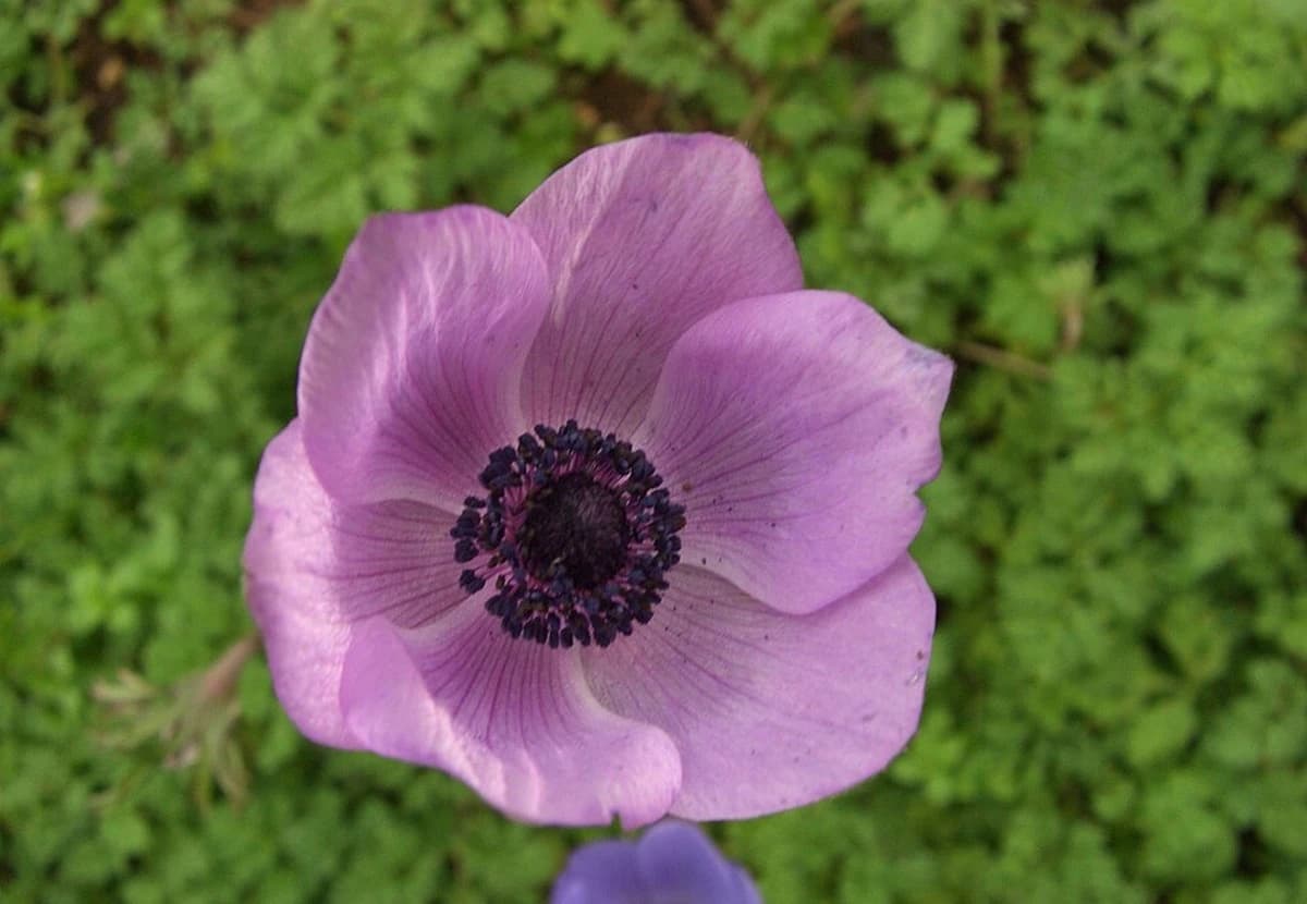 Pink & Purple Anemone