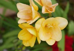 Yellow & Pink & Purple Freesia 1