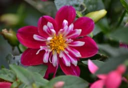 White & Pink & Red & Orange Dahlia 1