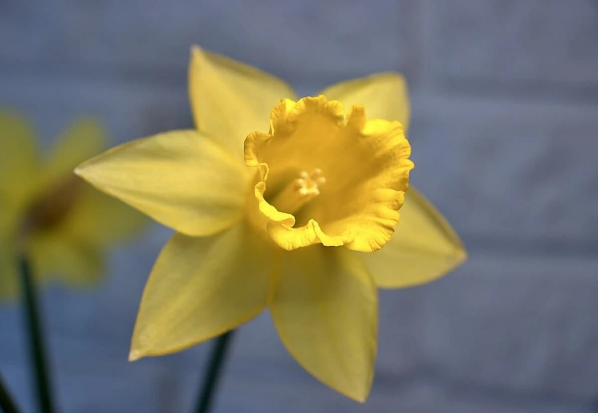 Yellow & White Narcissus / Daffodil