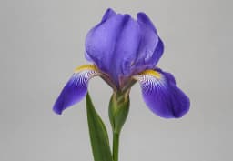 Blue & Purple Iris 1