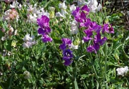 Pink & White & Purple Sweet Pea 1