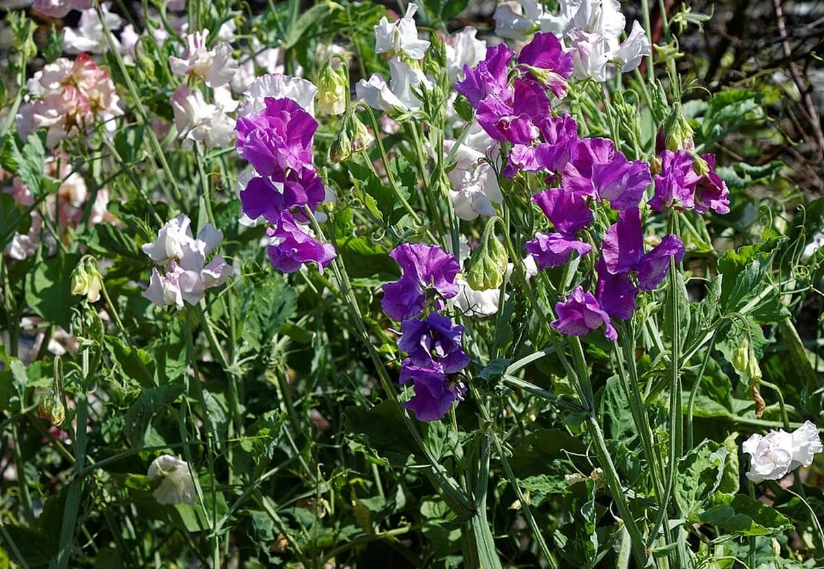 Pink & White & Purple Sweet Pea
