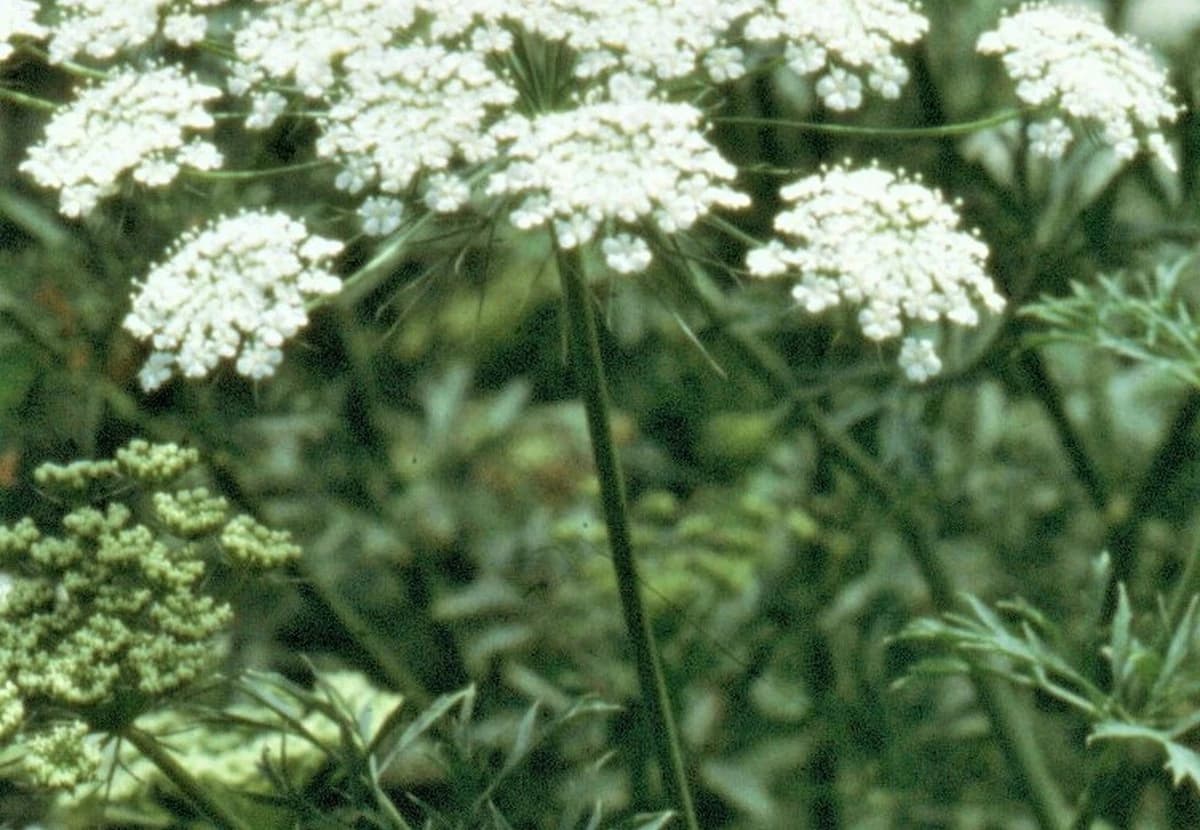 White Ammi / Queen Anne's Lace