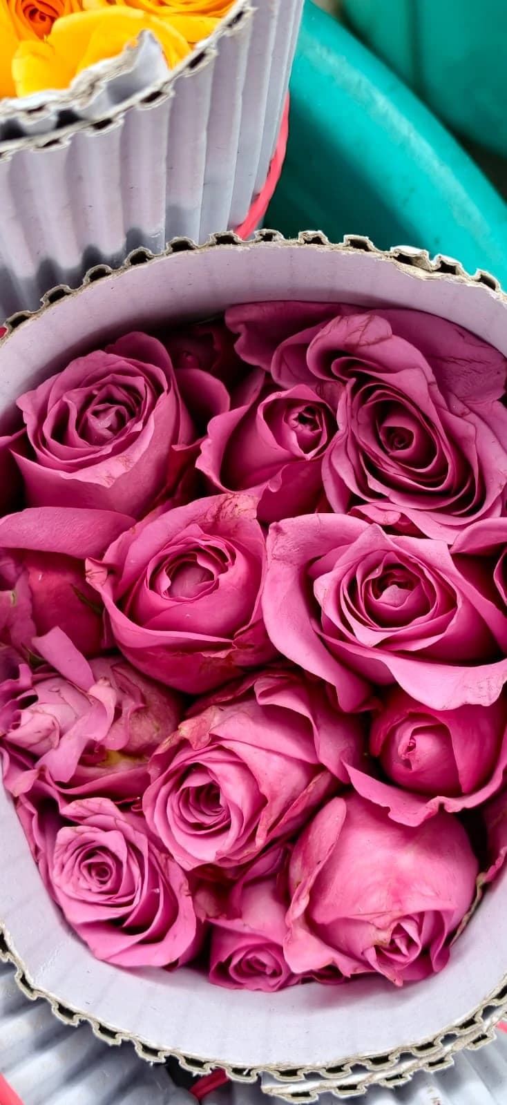 Pink Roses