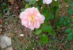Peach Standard Rose 1