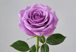 Lavender & Purple Standard Rose 1