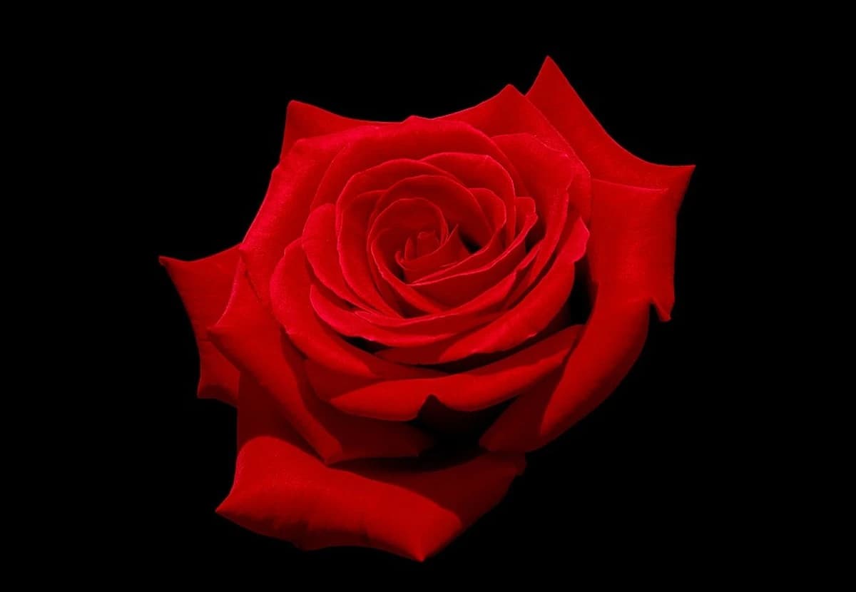 Red & Burgundy Spray Rose