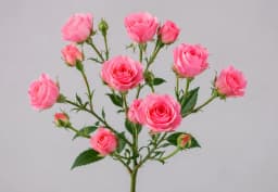 Pink Spray Rose 1