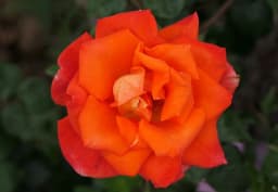Orange & Peach Spray Rose 1