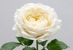 White & Ivory Garden / Luxury Rose 1