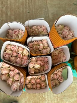 Blush & Peach Garden / Luxury Rose 1