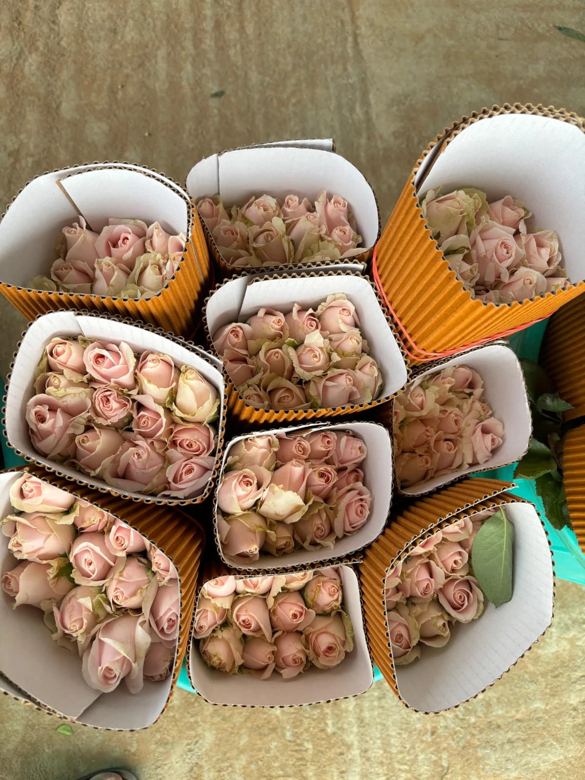 Blush & Peach Garden / Luxury Rose