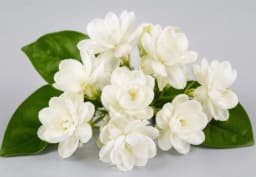 Jasmine Flowers 3