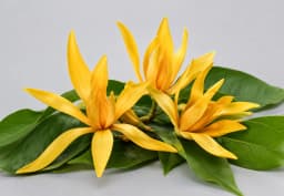 Yellow Sampangi 4