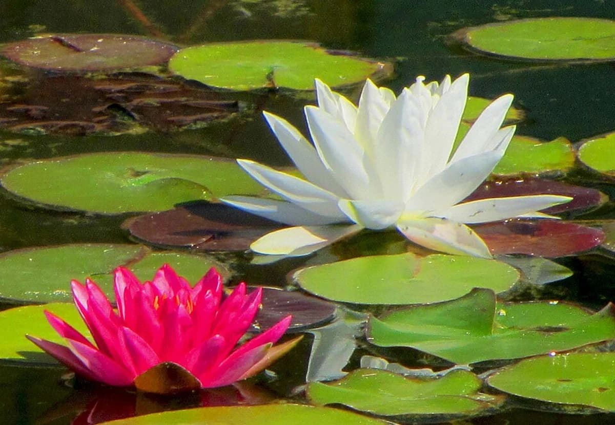 White Water Lily