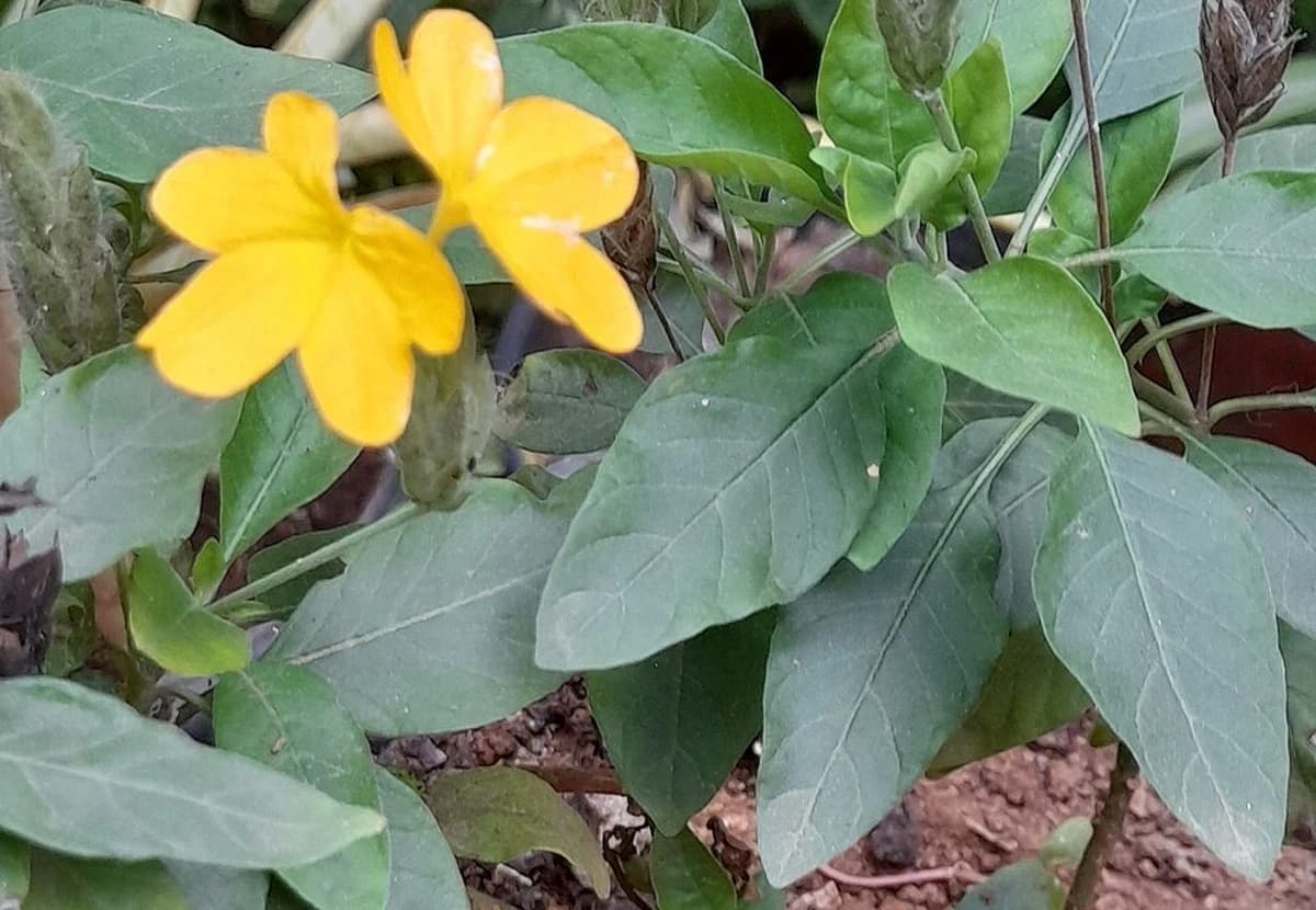 Yellow Crossandra / Kanakambaram