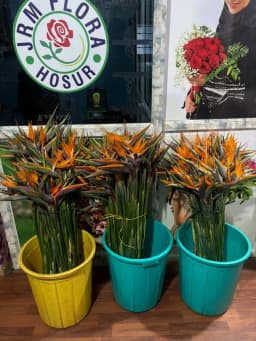 Orange Bird of Paradise 2